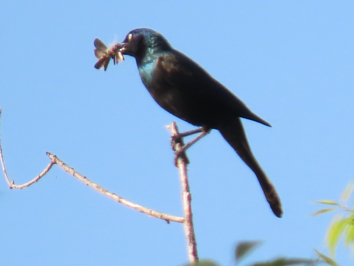 Great-tailed Grackle - ML620182331