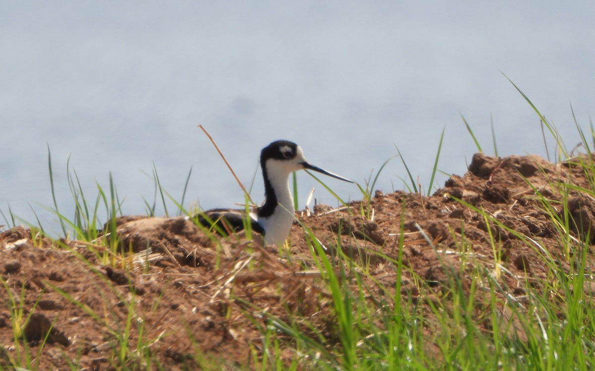 Black-necked Stilt - ML620182337