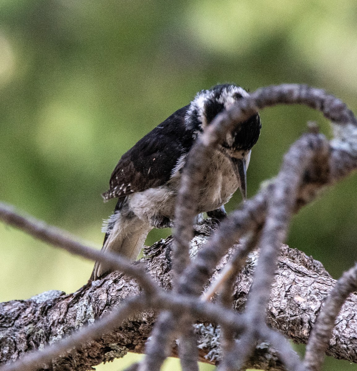 Hairy Woodpecker - ML620182343