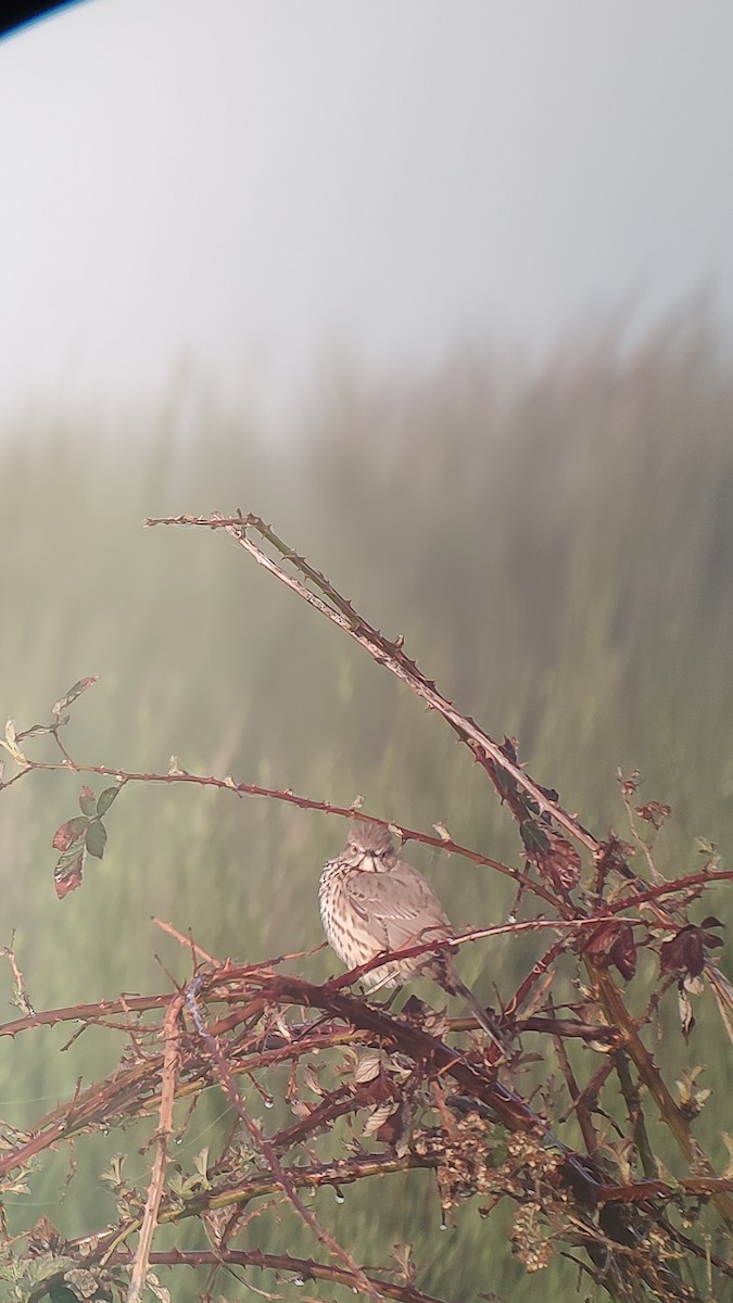 Sage Thrasher - ML620182351