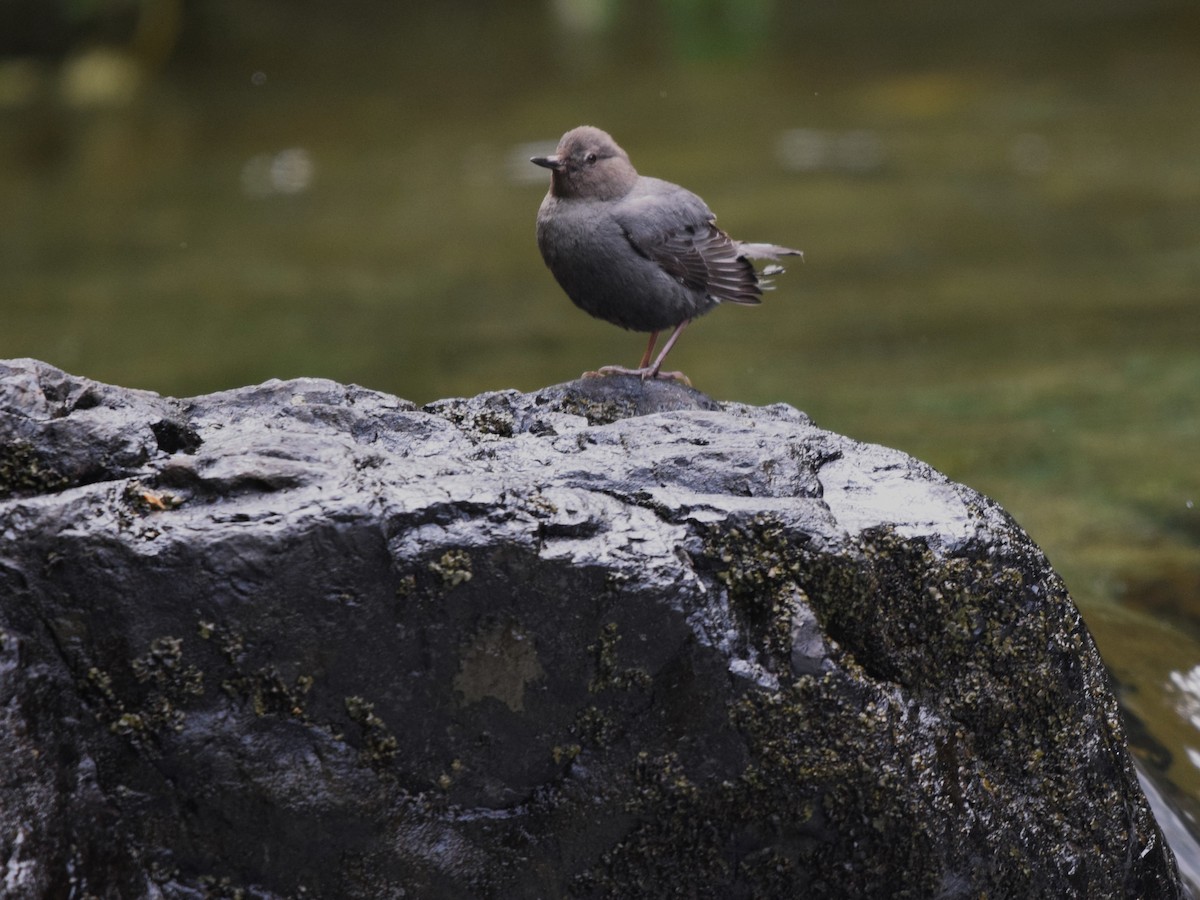 American Dipper - ML620182357