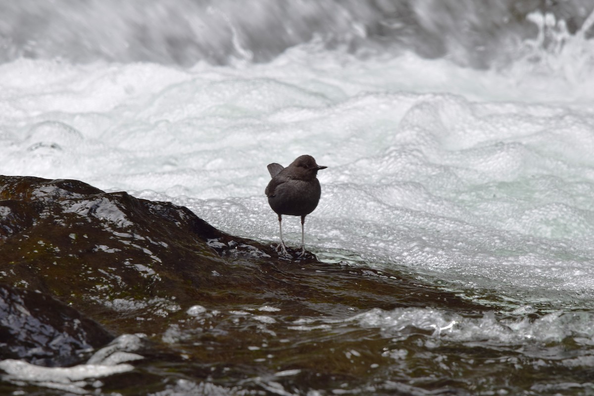 American Dipper - Ruric Bowman