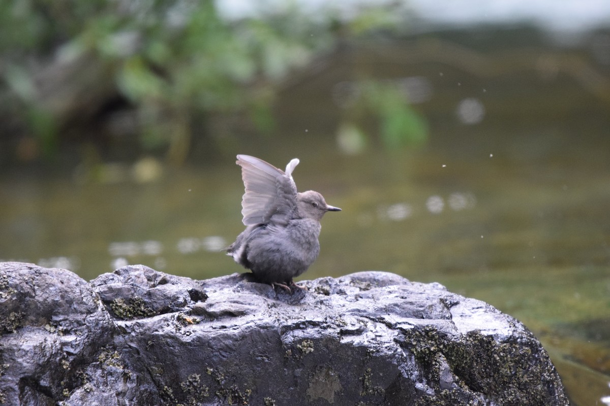 American Dipper - ML620182360