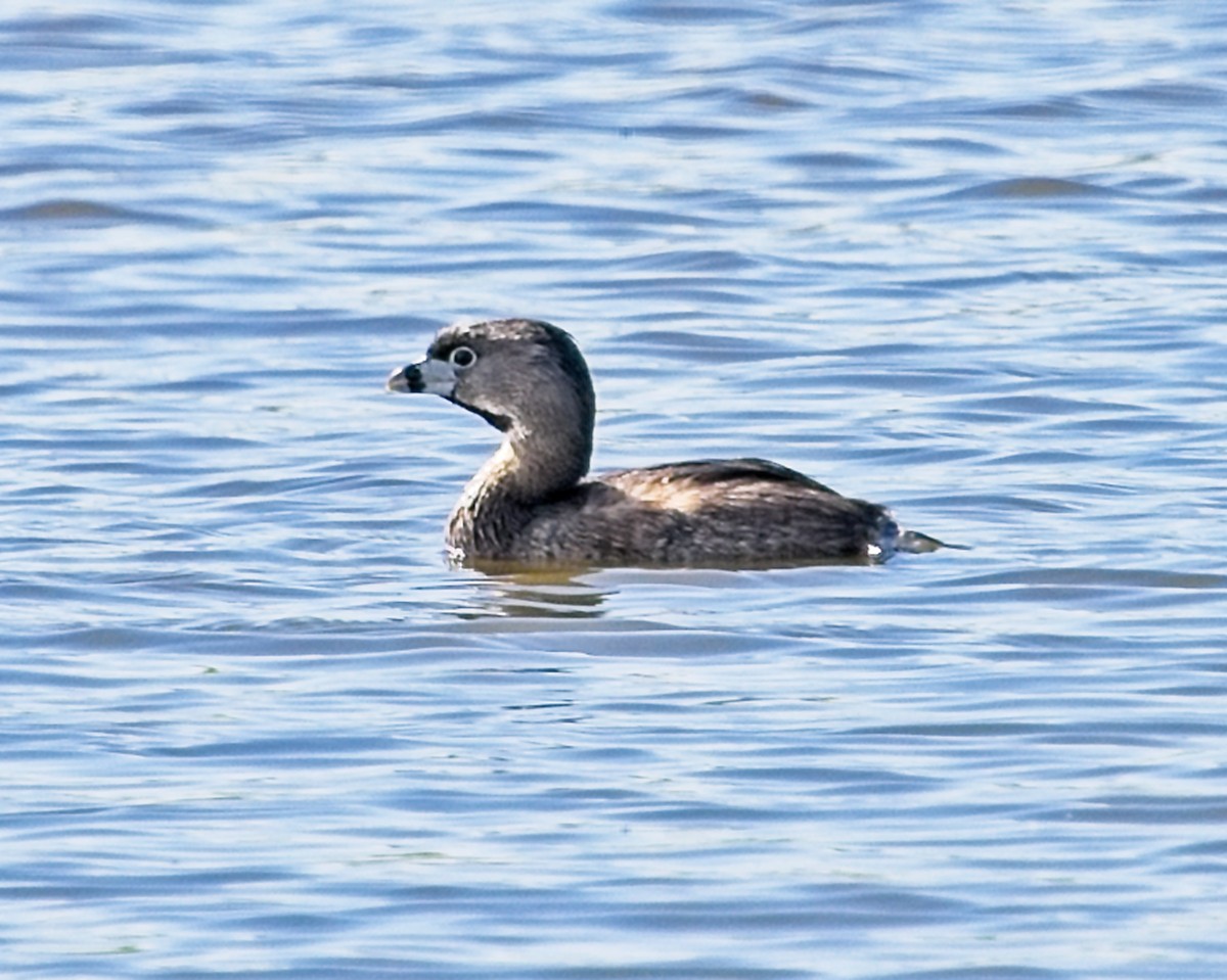 Grèbe à bec bigarré - ML620182362