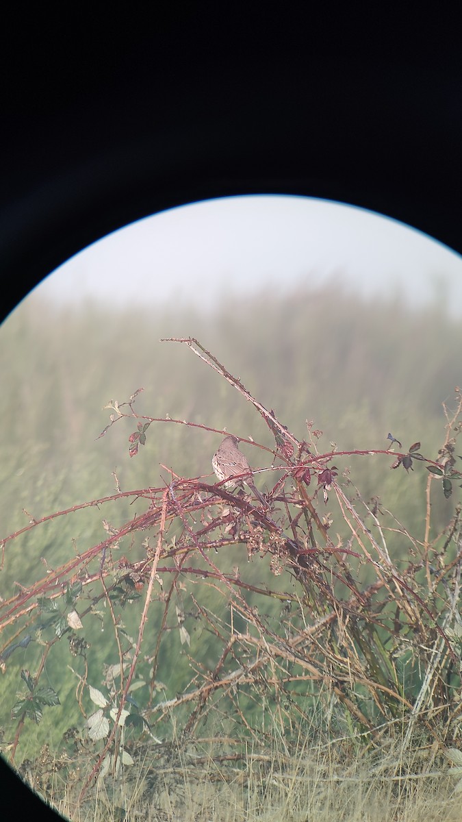 Sage Thrasher - ML620182363