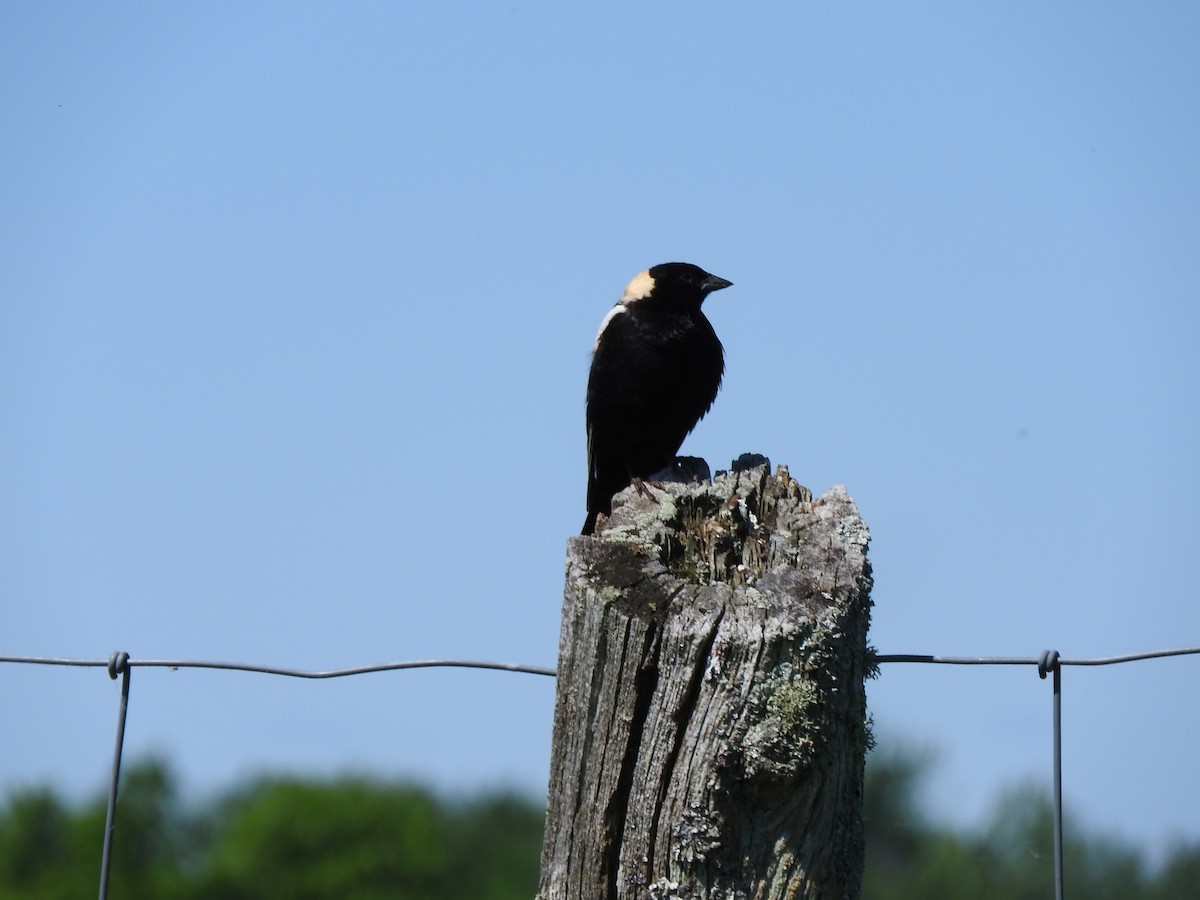 Bobolink - ML620182372