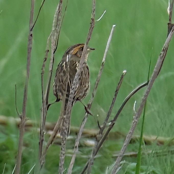 Saltmarsh Sparrow - ML620182378