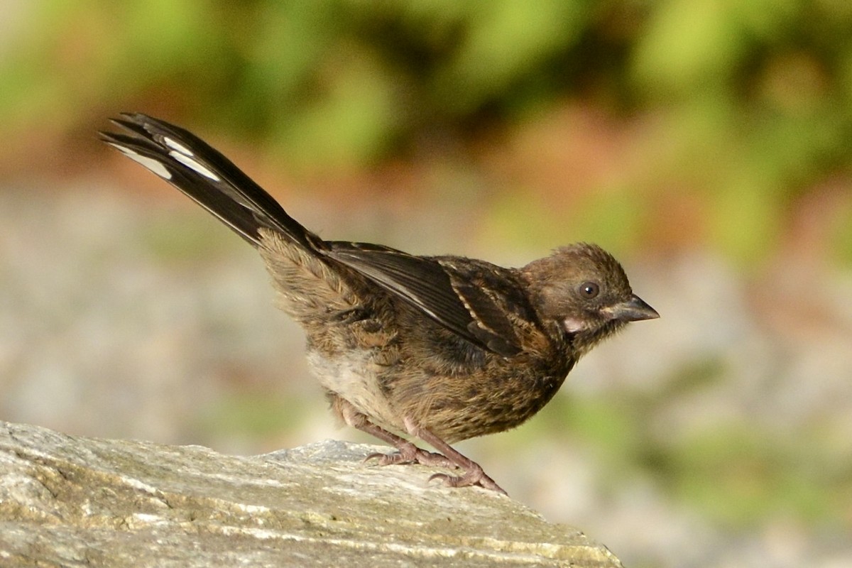 Spotted Towhee - ML620182384