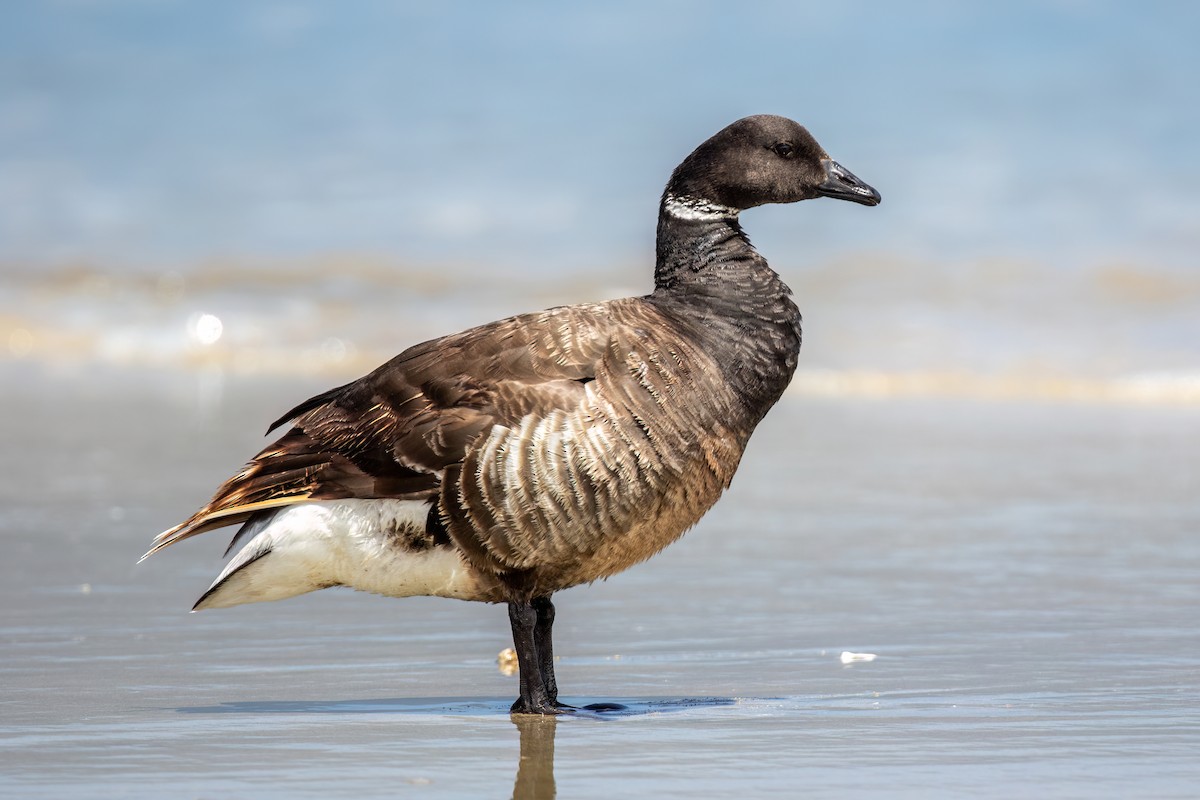 Brant - ML620182389