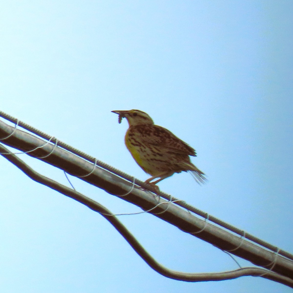 Eastern Meadowlark - ML620182392