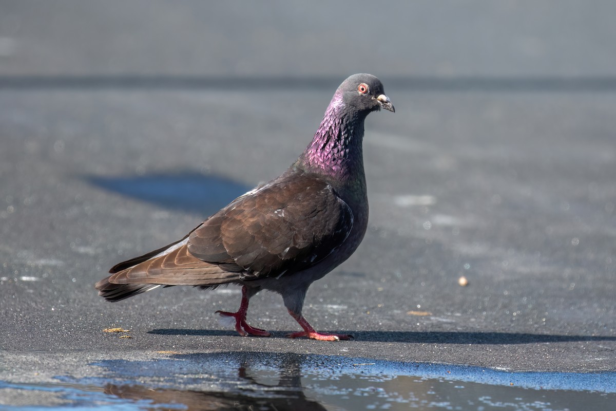 Rock Pigeon (Feral Pigeon) - ML620182394