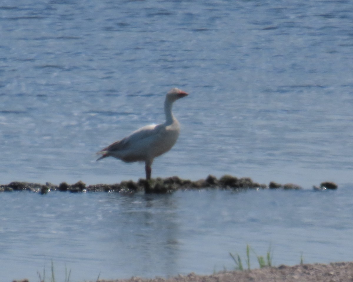 Snow Goose - ML620182399