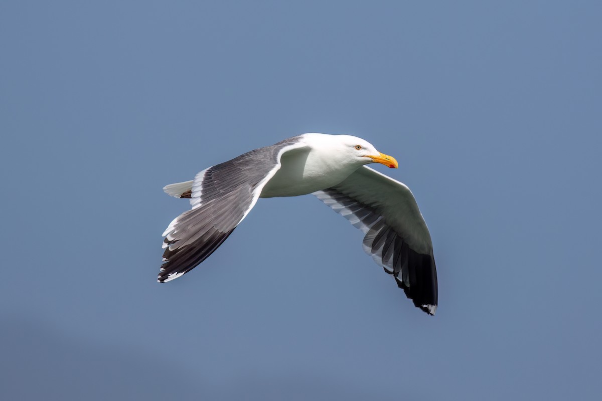 Western Gull - ML620182403