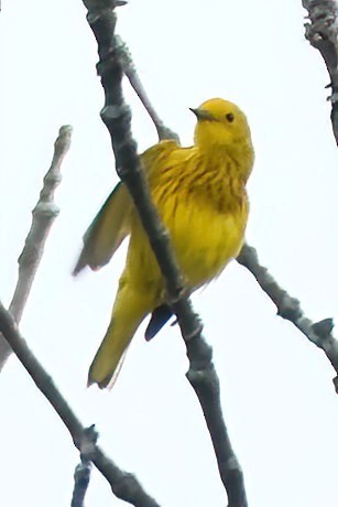 Yellow Warbler - ML620182404