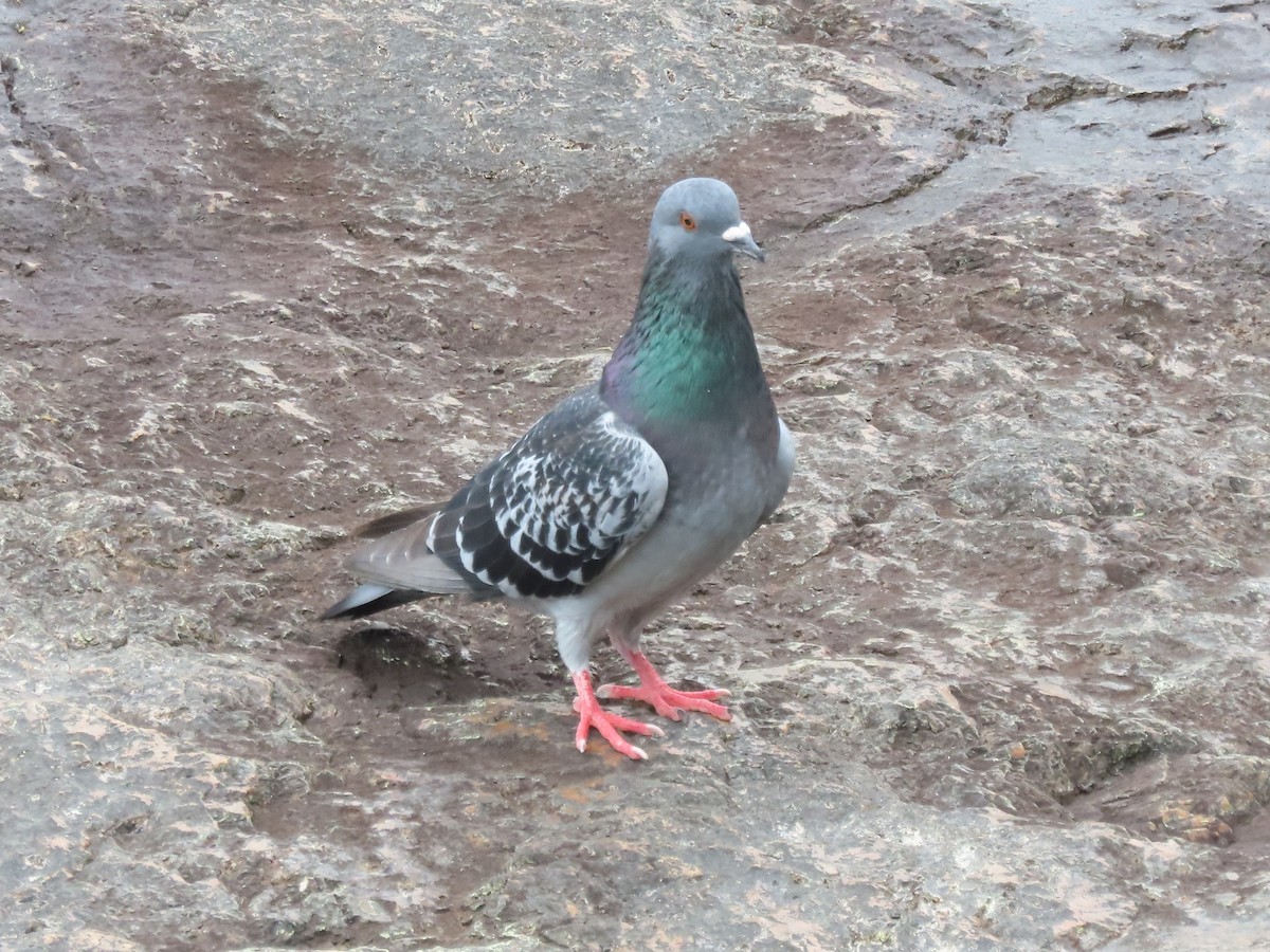 Pigeon biset (forme domestique) - ML620182406