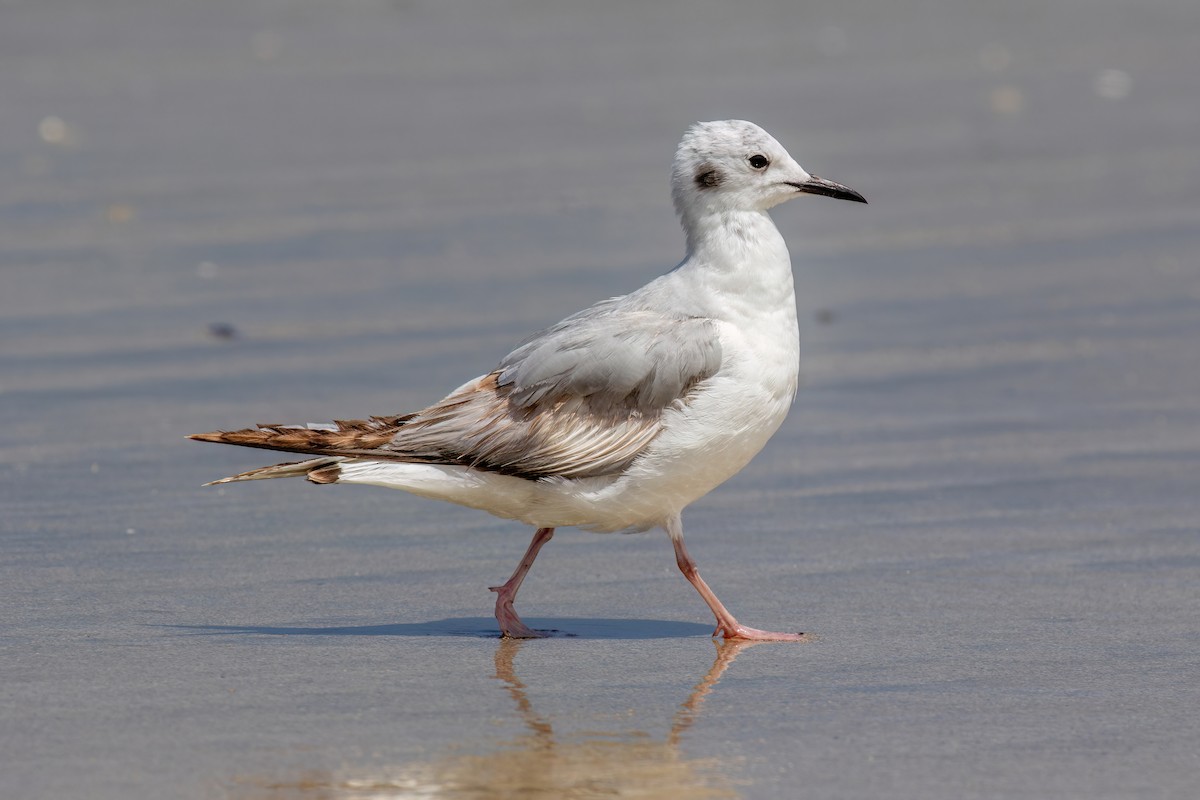 Bonaparte's Gull - ML620182407