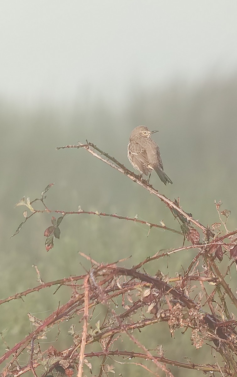 Sage Thrasher - ML620182412