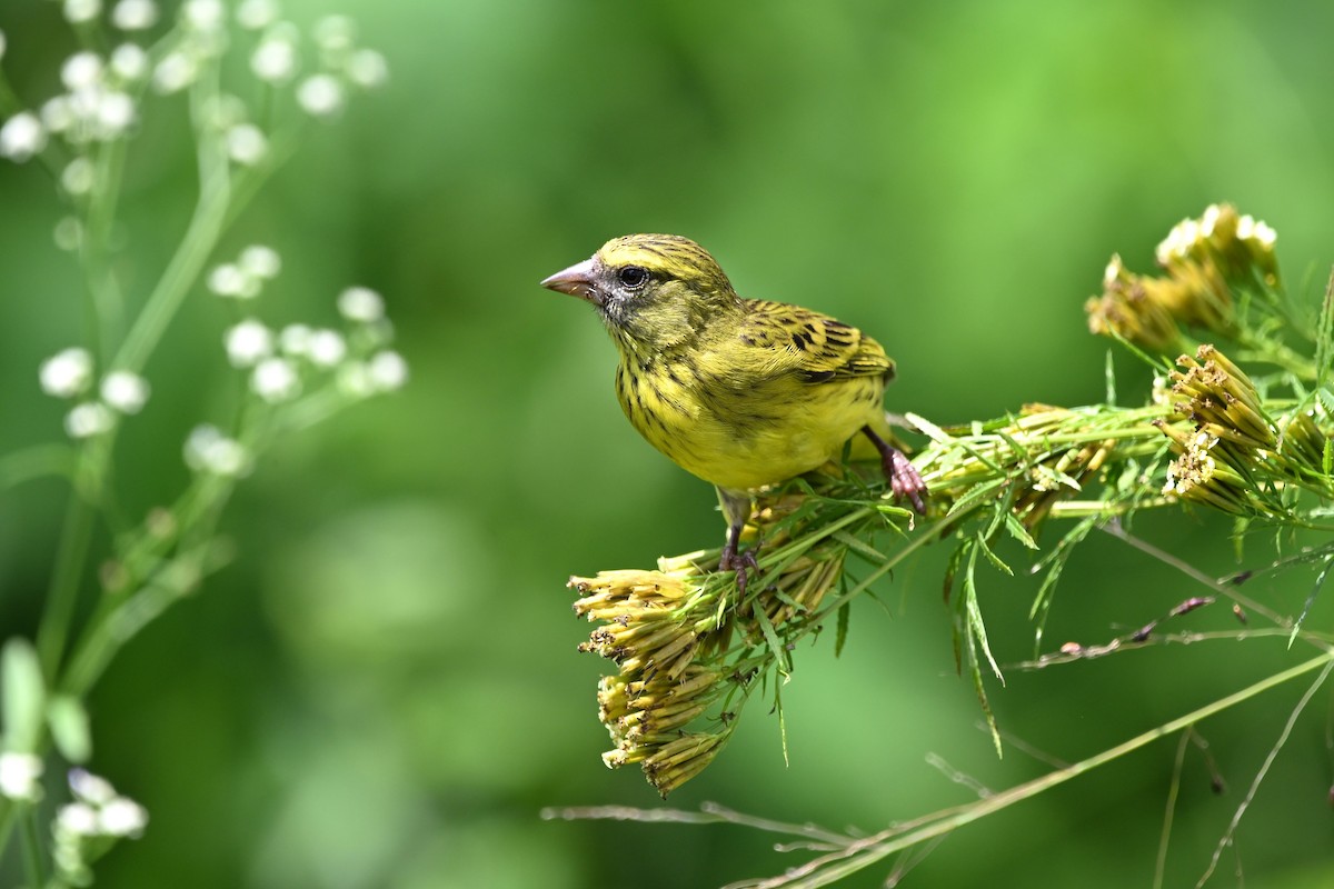 Serin d'Abyssinie - ML620182416