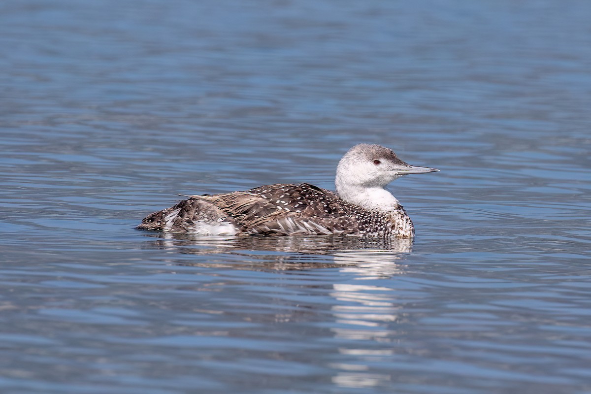 Red-throated Loon - ML620182418