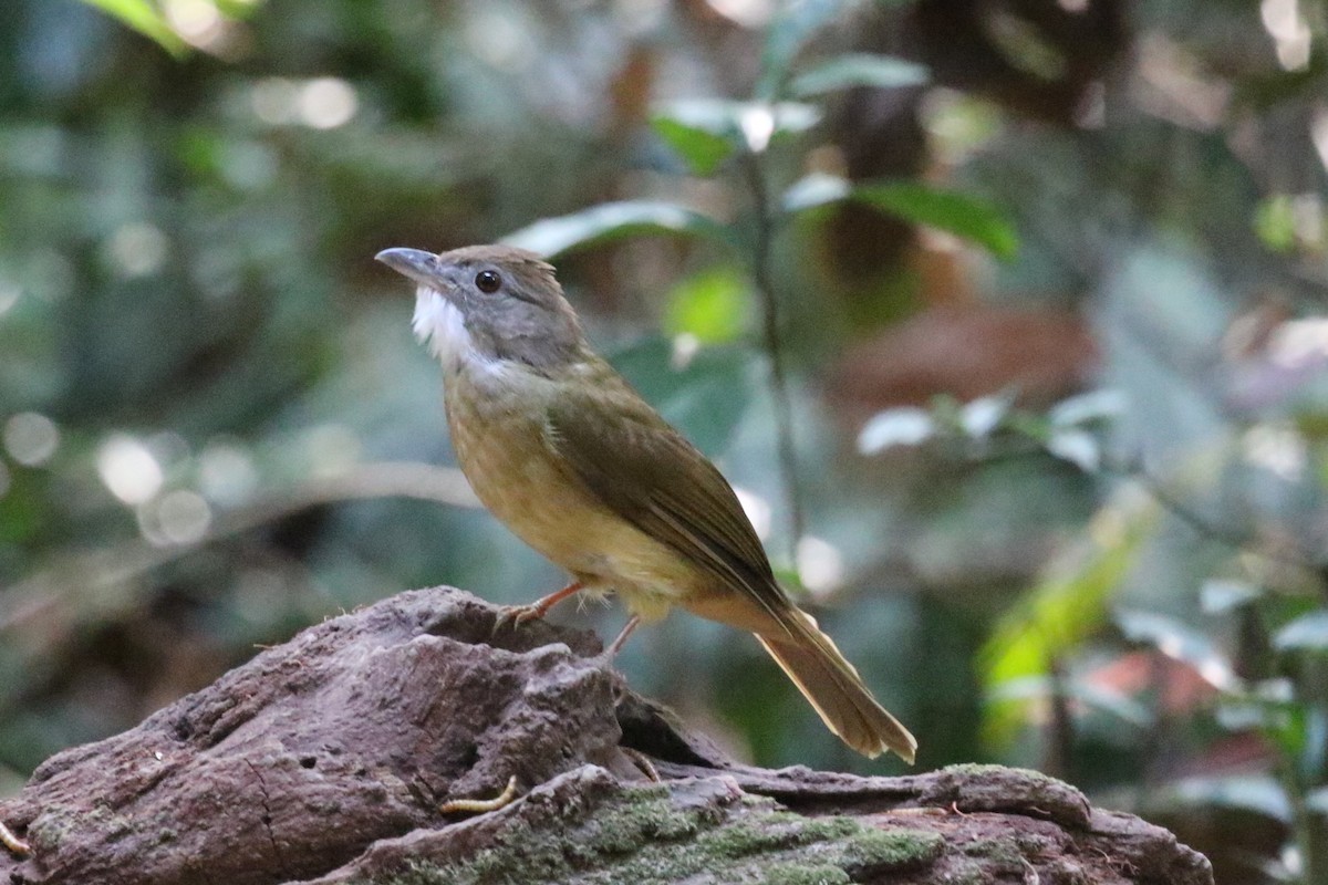 Gray-cheeked Bulbul - ML620182420