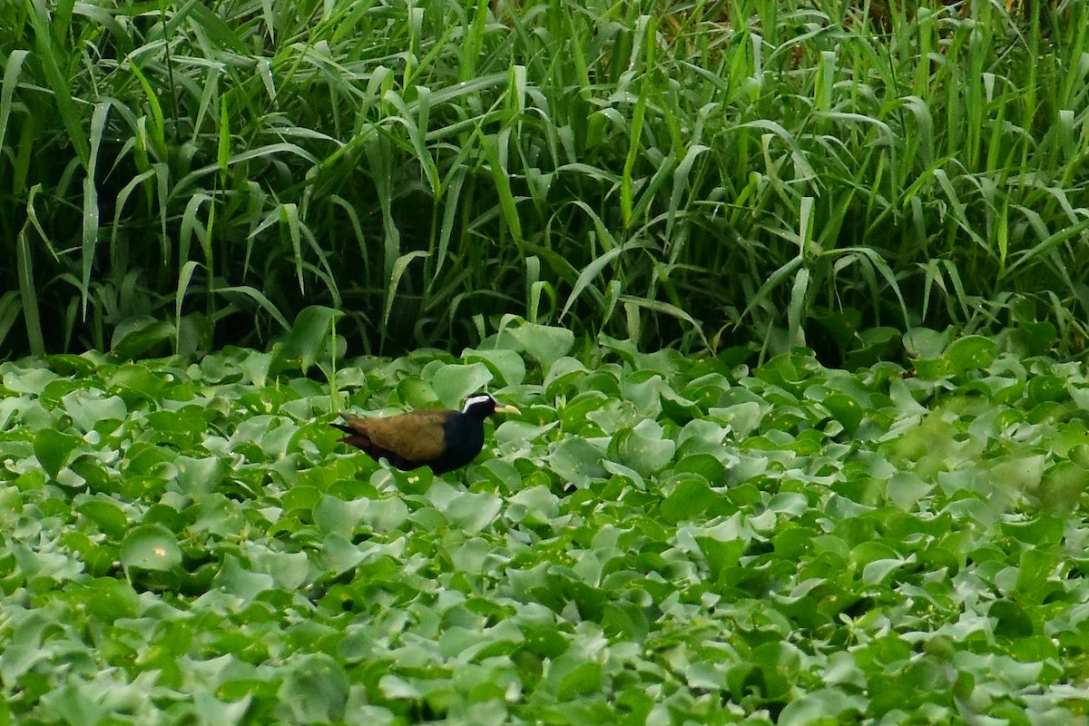 Bronze-winged Jacana - ML620182421