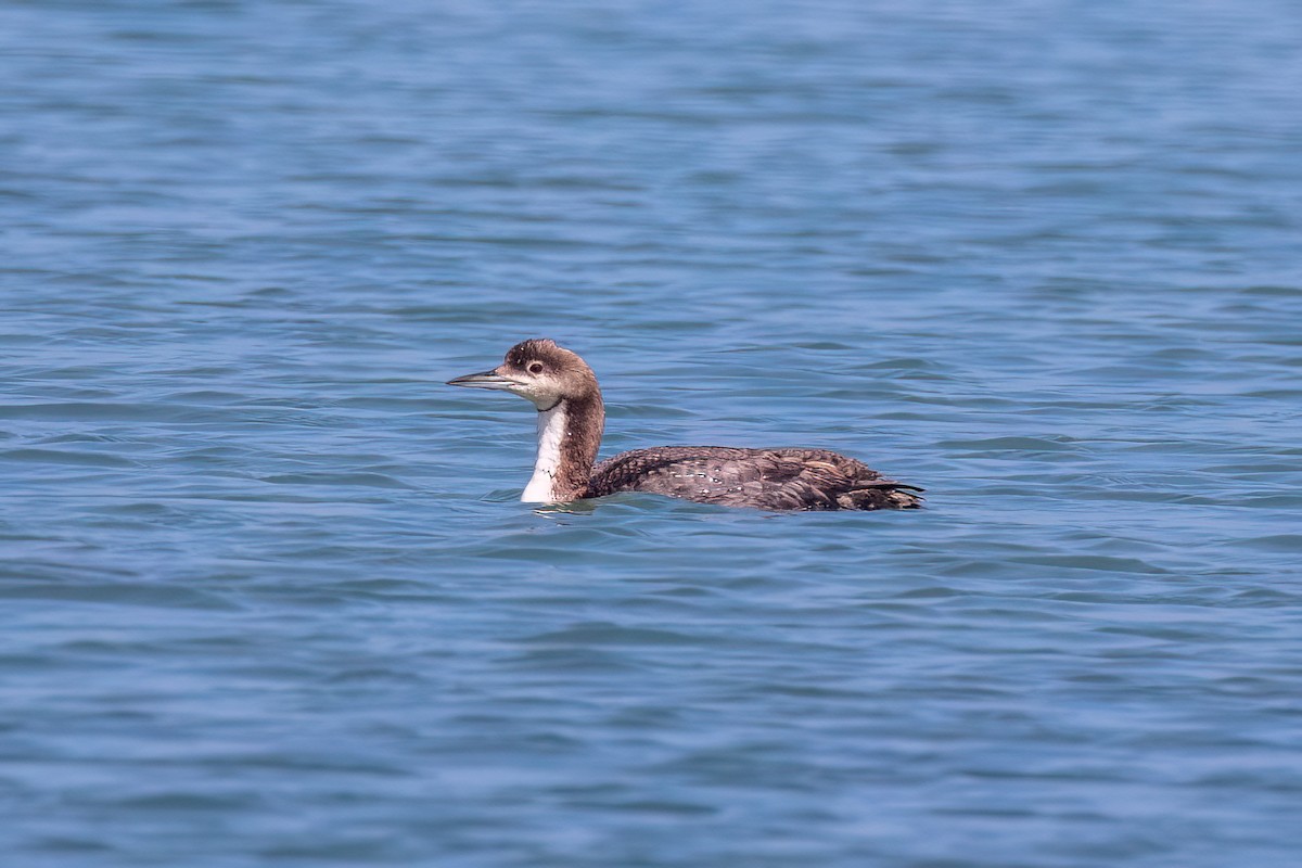 Pacific Loon - ML620182423