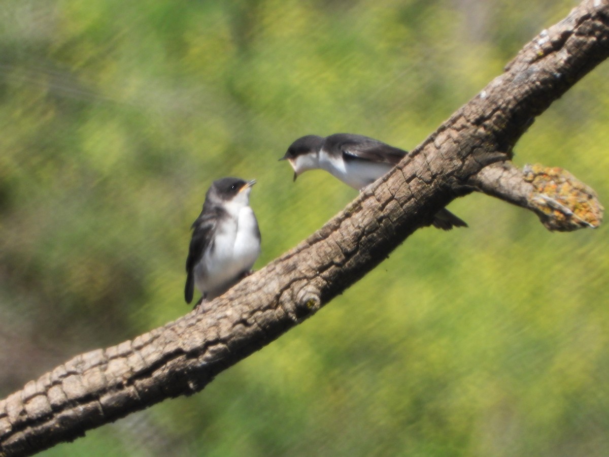 Tree Swallow - ML620182425