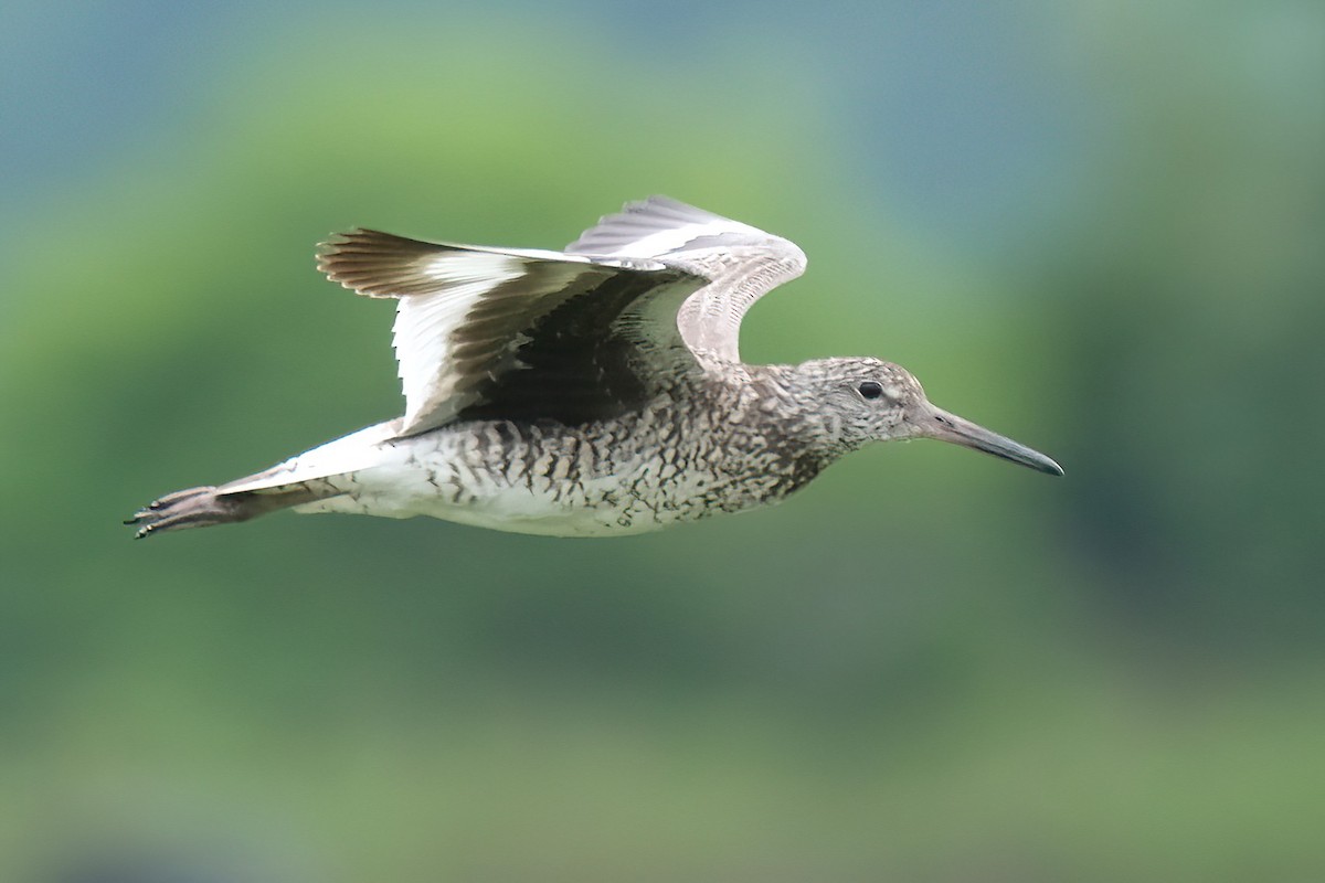 Willet - ML620182437