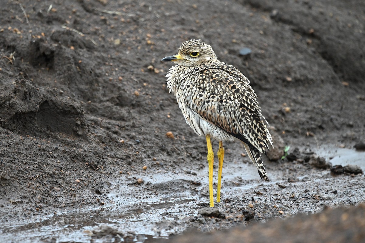 Spotted Thick-knee - ML620182440