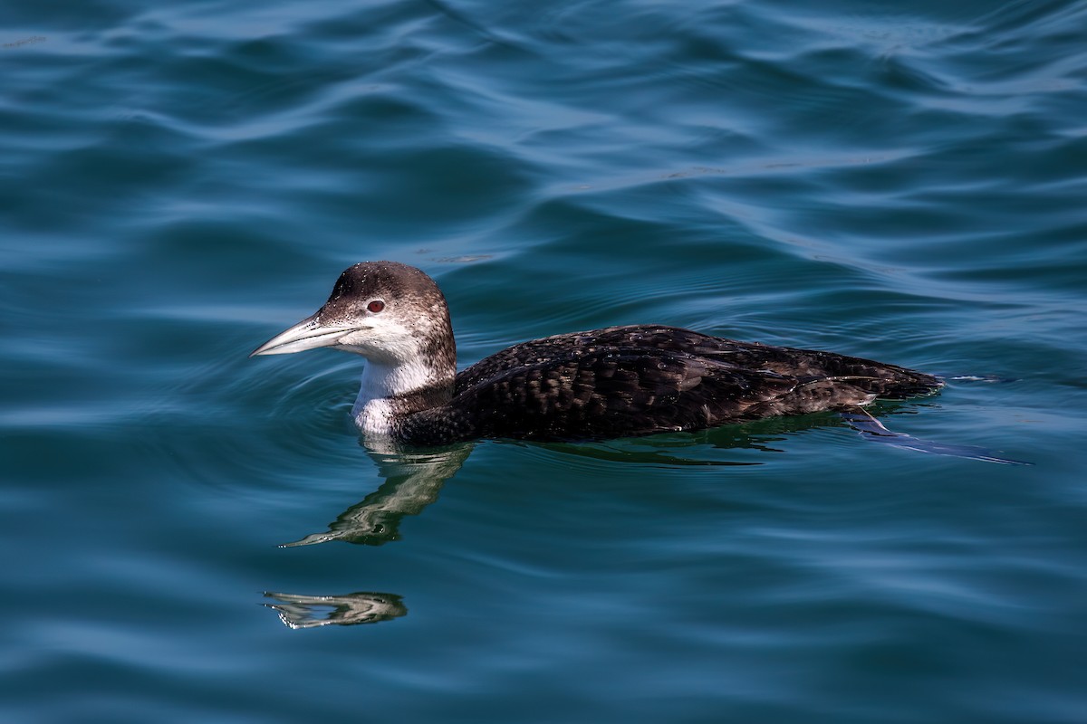 Common Loon - ML620182444