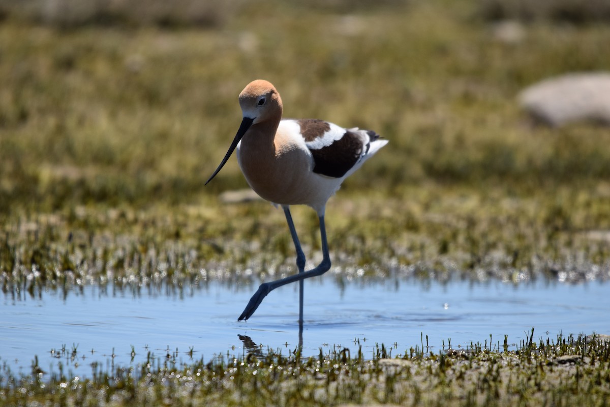 Avocette d'Amérique - ML620182450