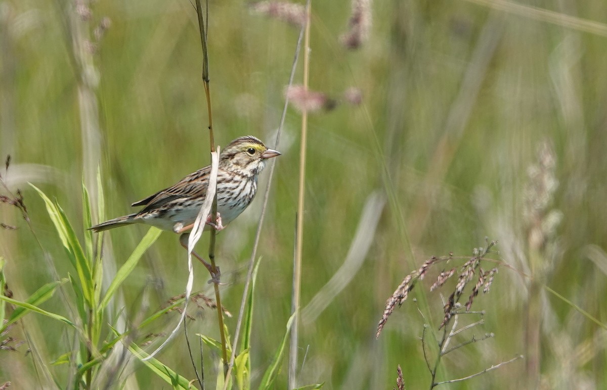 Savannah Sparrow - ML620182453