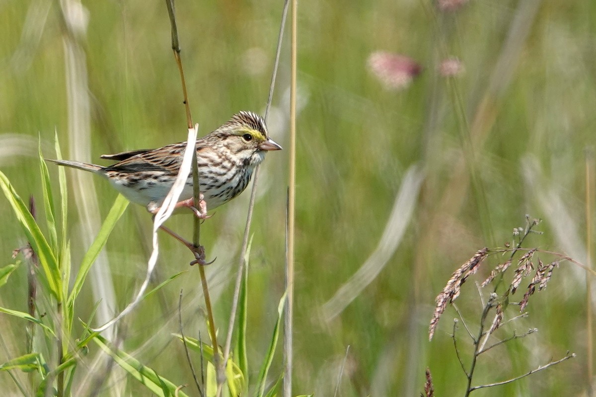 Savannah Sparrow - ML620182454