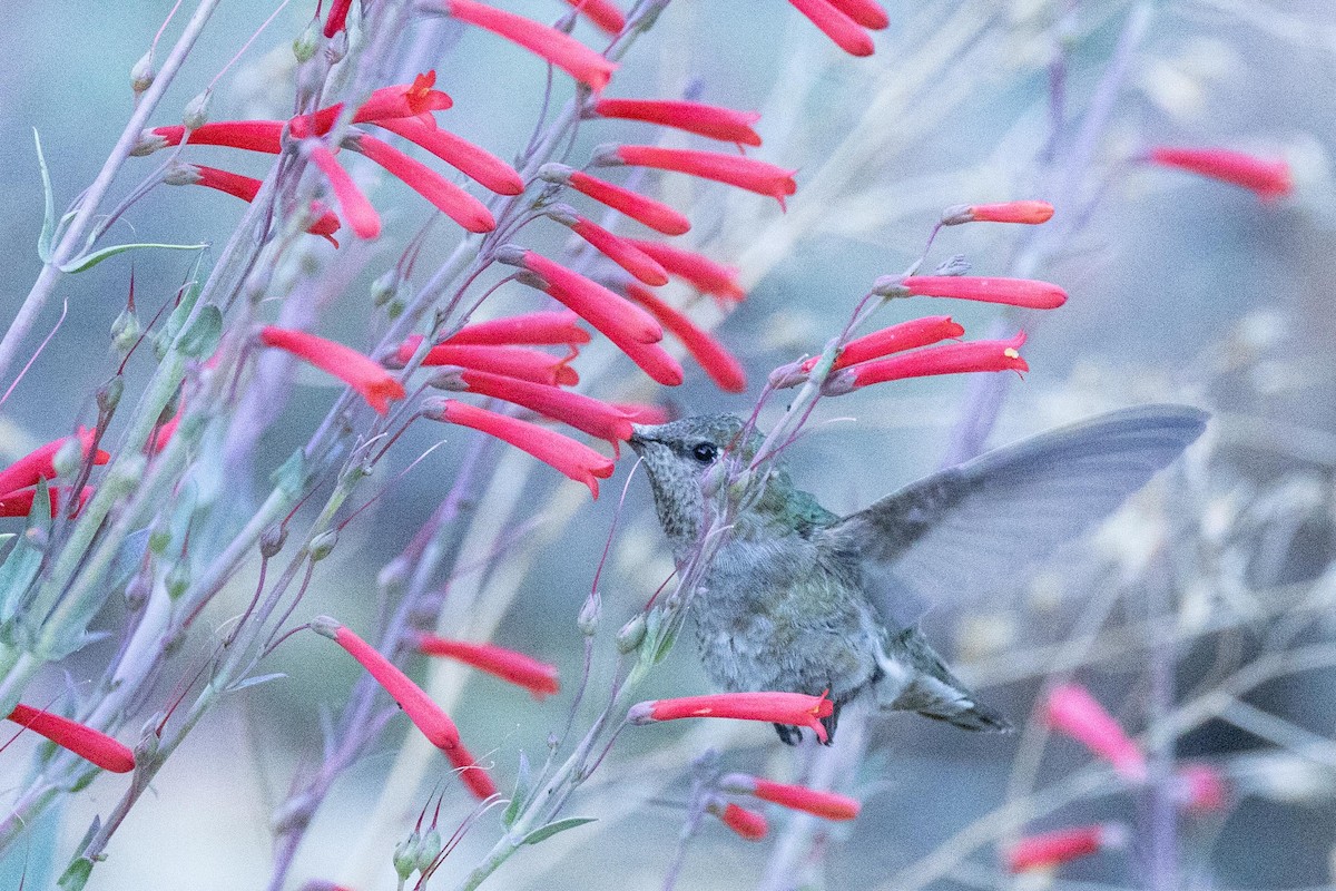 Anna's Hummingbird - ML620182456