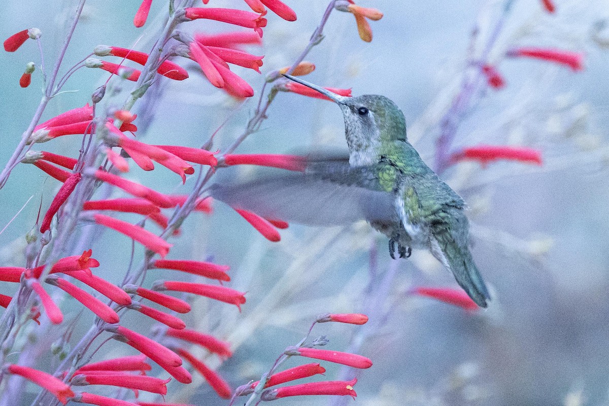 Anna's Hummingbird - ML620182457