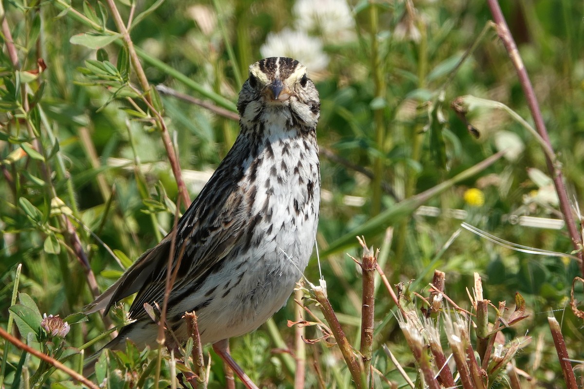 Savannah Sparrow - ML620182458