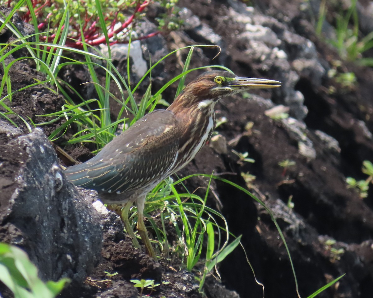 Green Heron - ML620182462