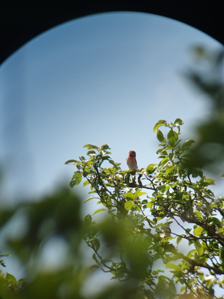 Common Rosefinch - ML620182464