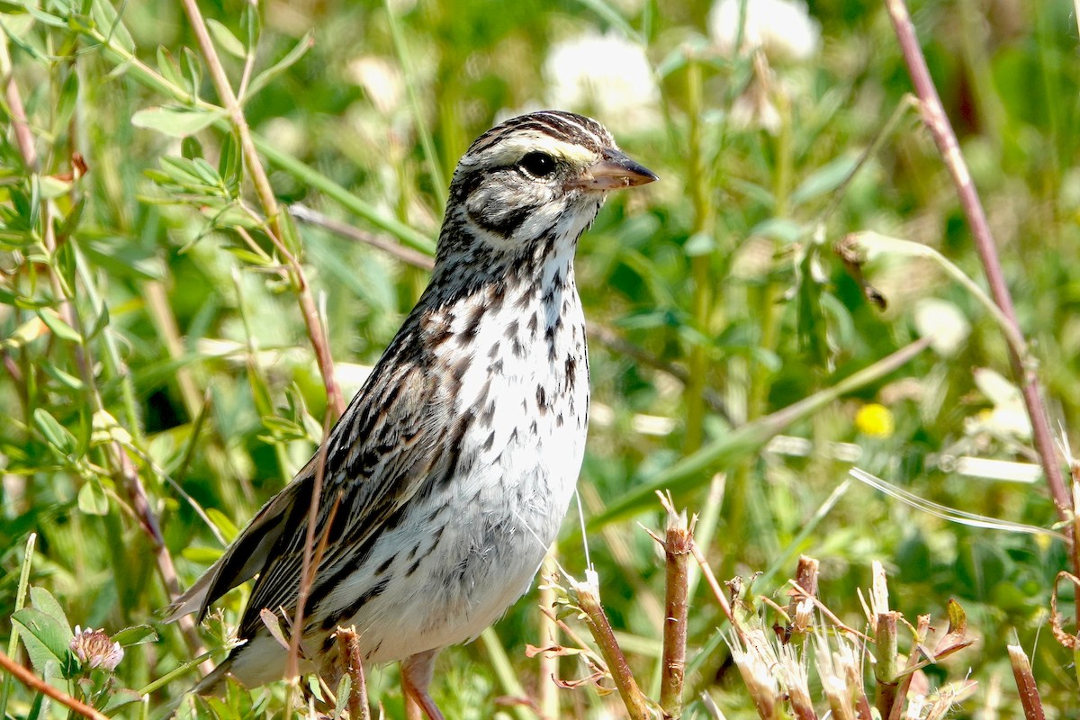 Savannah Sparrow - ML620182465