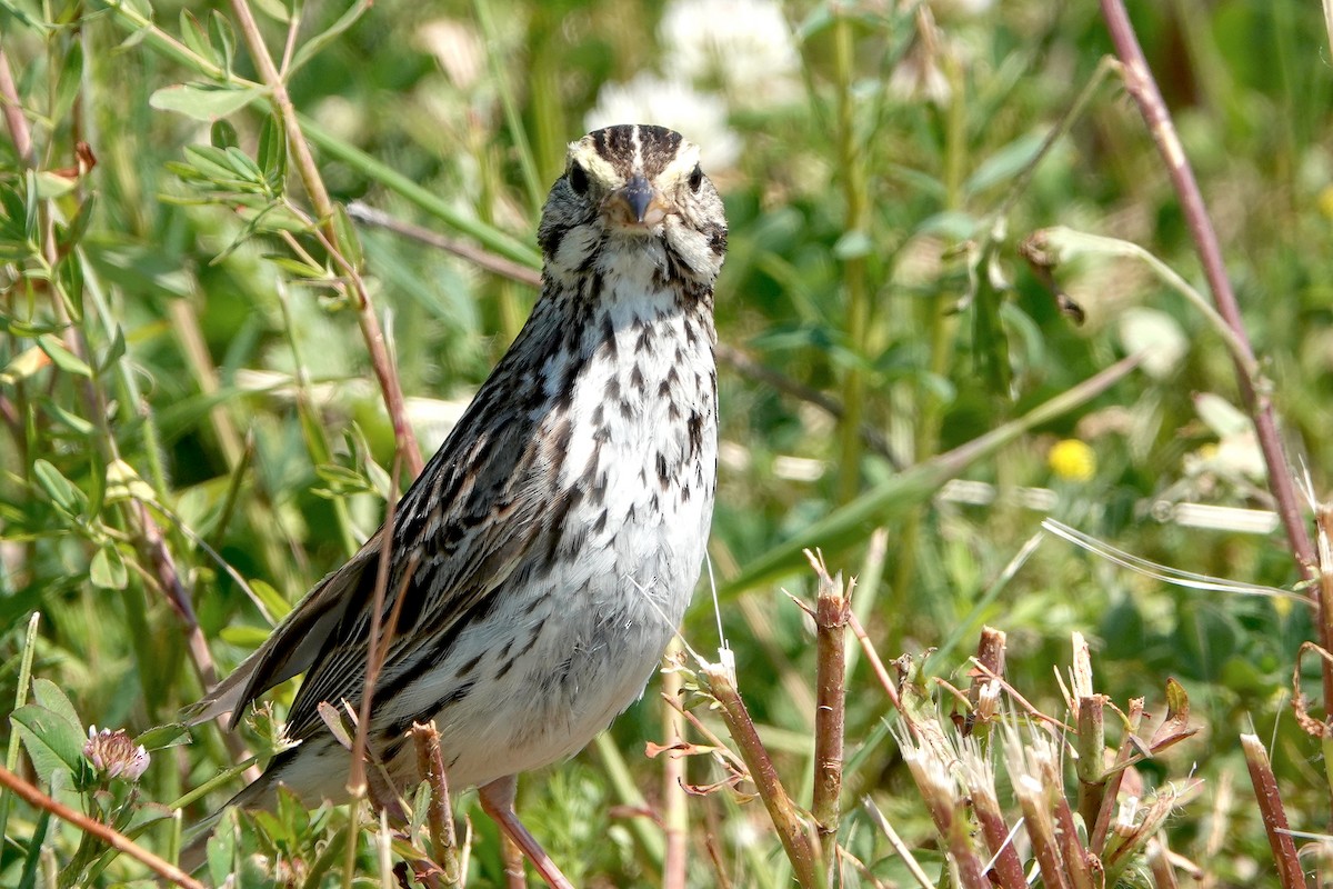 Savannah Sparrow - ML620182466