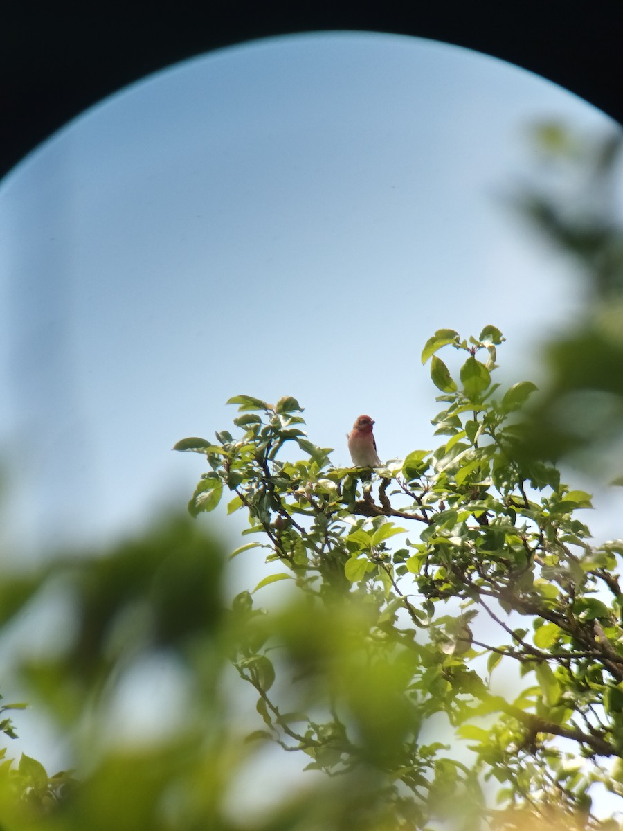 Common Rosefinch - ML620182467