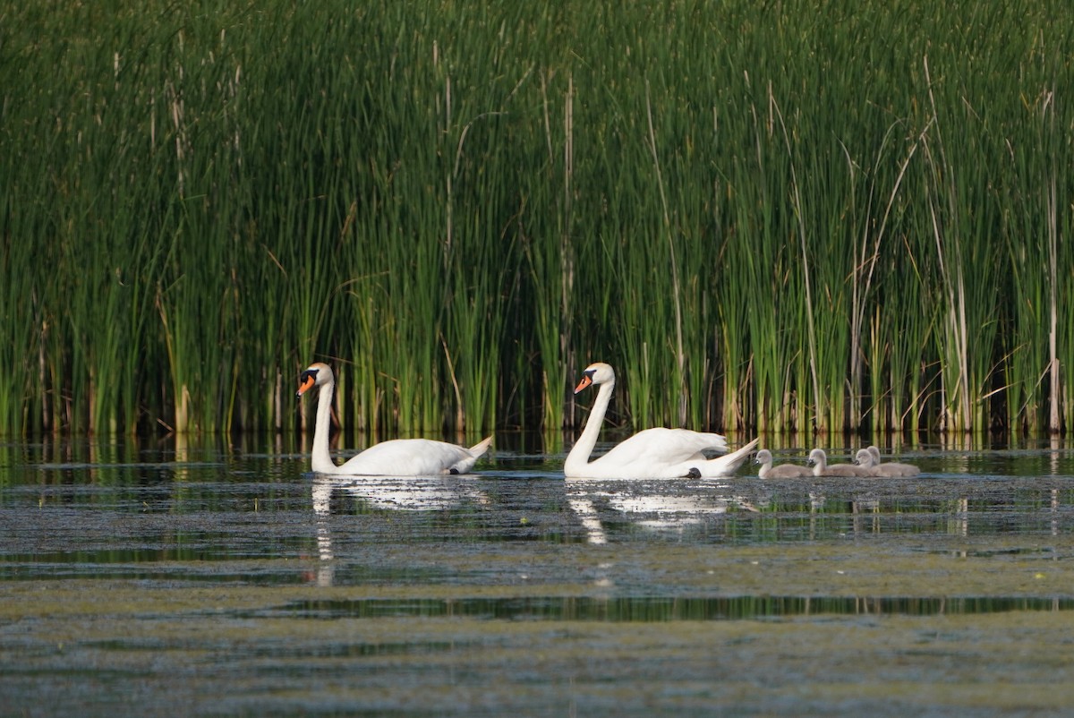 Mute Swan - ML620182471