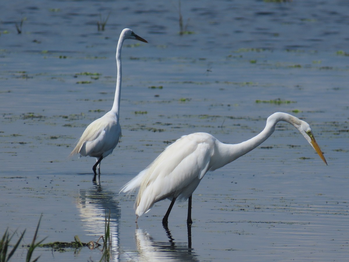 Great Egret - ML620182474