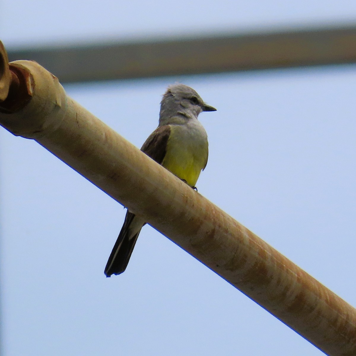 Western Kingbird - ML620182479