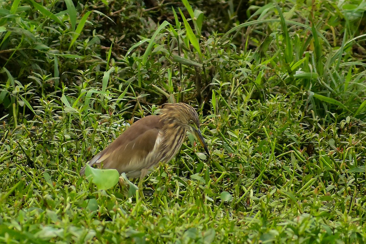 Indian Pond-Heron - ML620182480