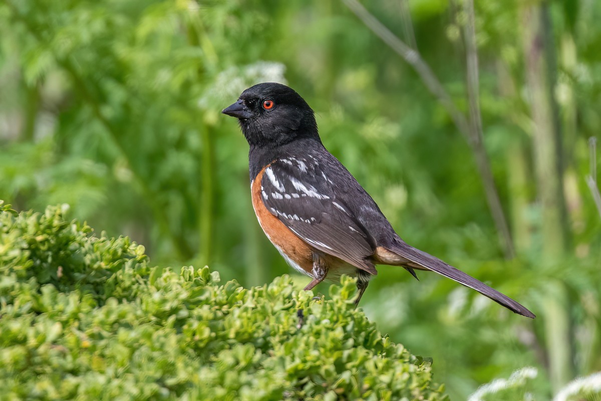 Spotted Towhee - ML620182483