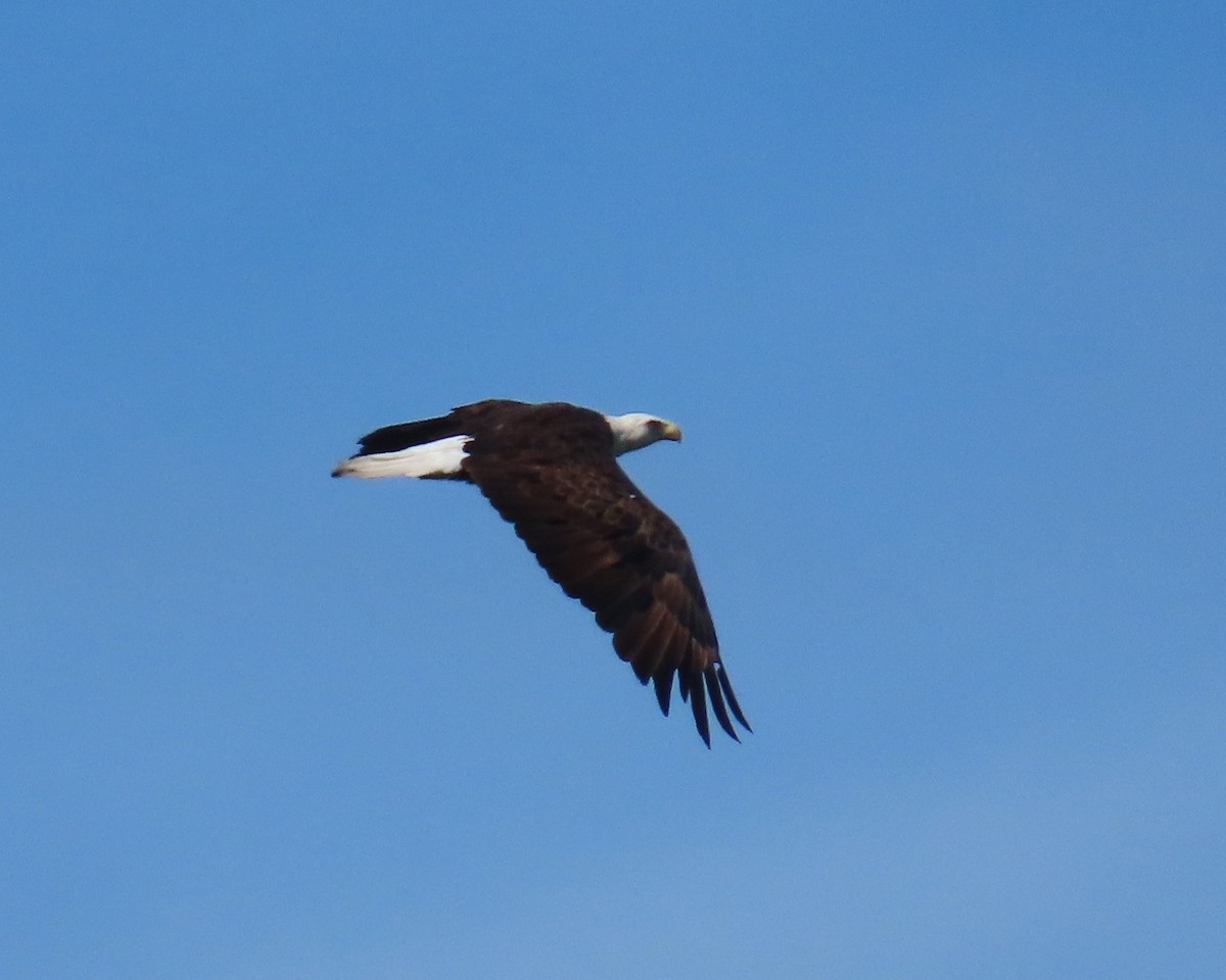 Bald Eagle - ML620182484