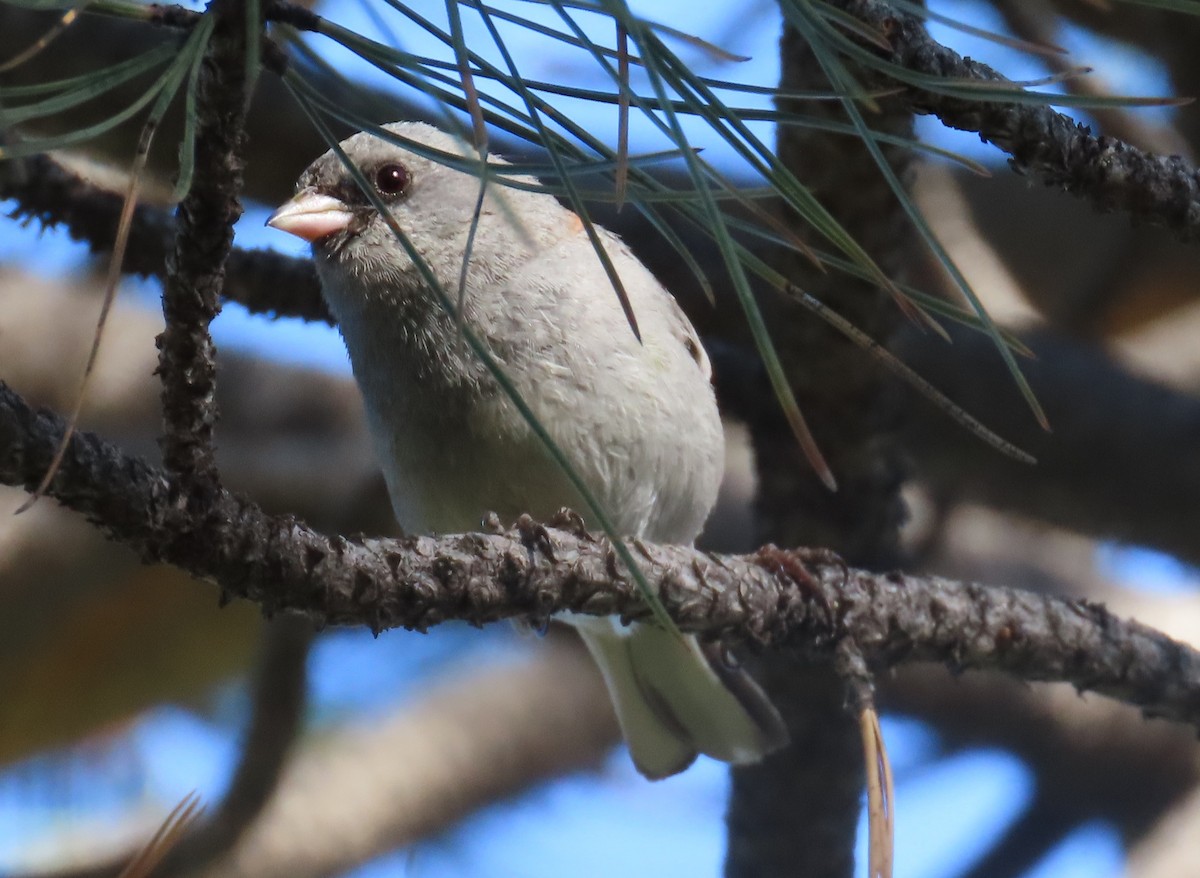 Dark-eyed Junco (Gray-headed) - ML620182489