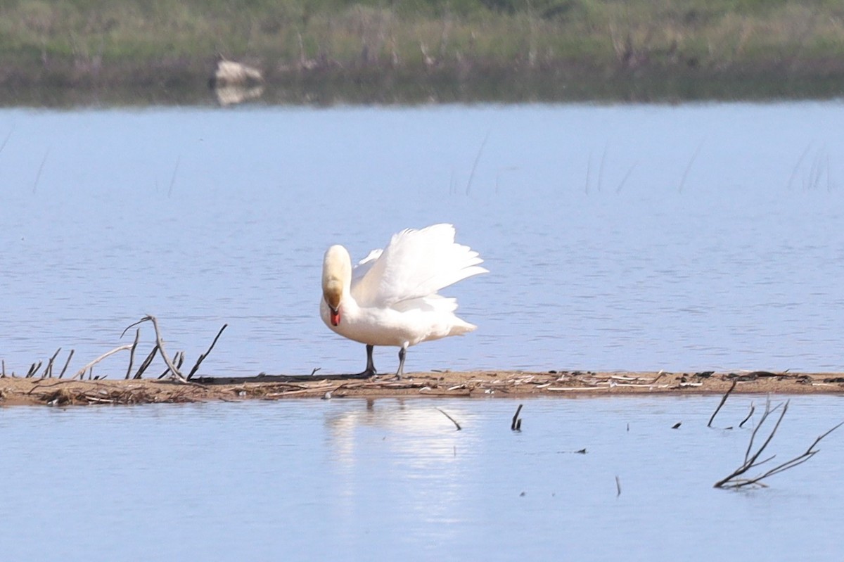 Mute Swan - ML620182492