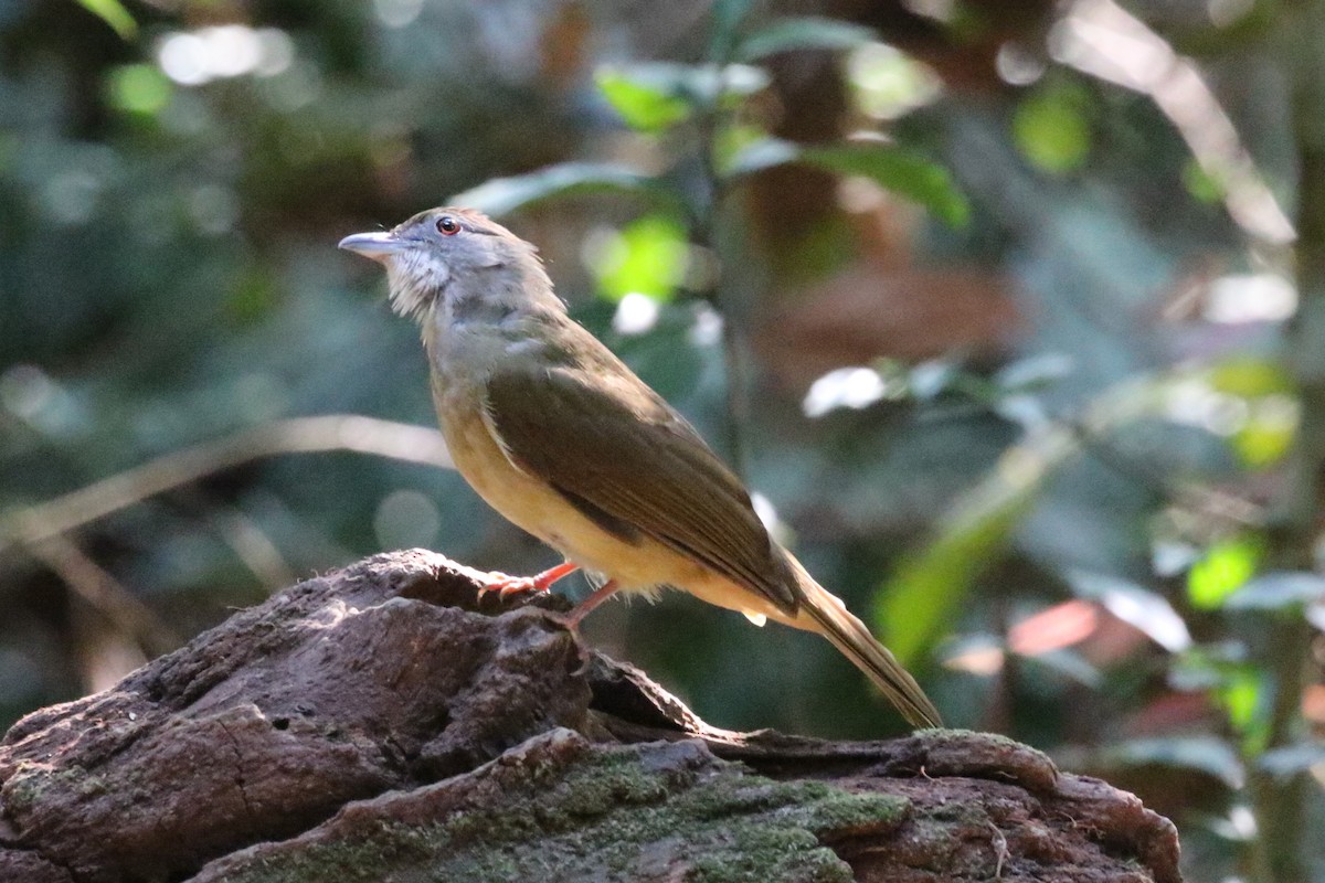 Gray-cheeked Bulbul - ML620182499